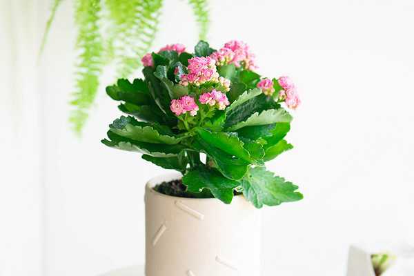 长寿花怎么修剪枝叶