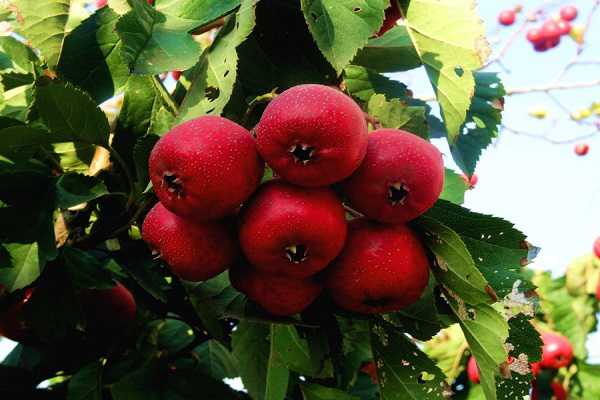 ɽ���Ҷ�ӷ�����ô�� Ҷ�ӷ��Ƶ�ԭ�򼰴�������