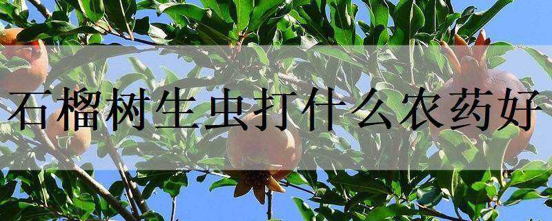 ʯ���������ʲôũҩ��