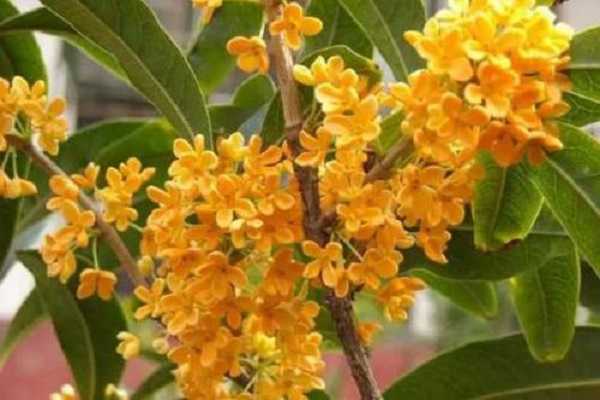 �ļ���������������ʲô ��α��������ֲ��