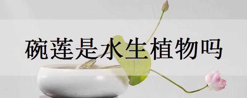 ˮֲ