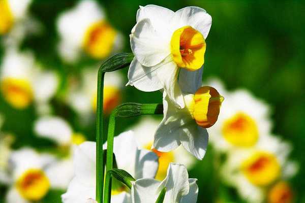 ˮ��ˮ�ɻ�����ֳ���� ��ֳ������������Щ