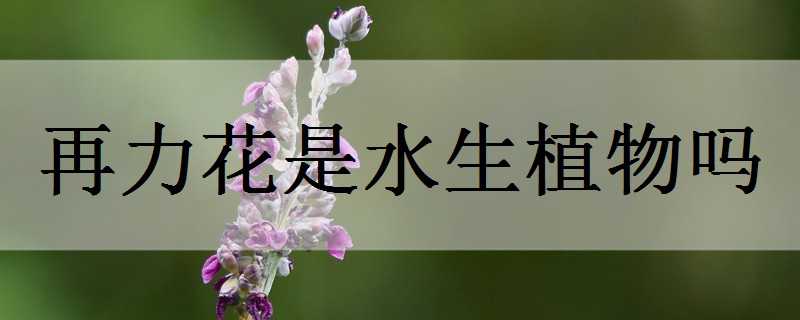ˮֲ