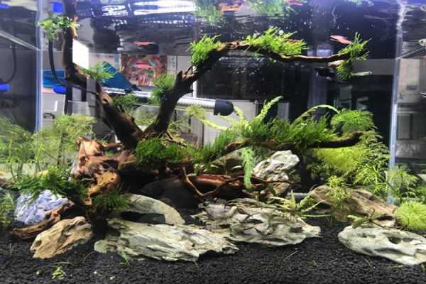 �������ʲôֲ��� ����Щ�ô�