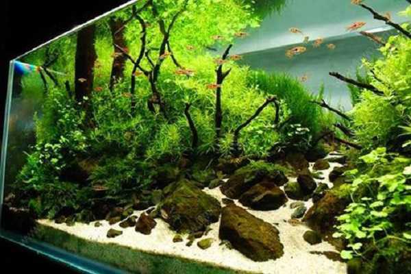 �������ʲôֲ��� ����Щ�ô�