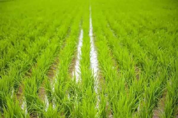 ˮ����ˮ��ֲ���� ������������