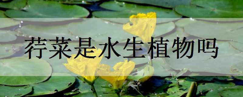 ������ˮ��ֲ����