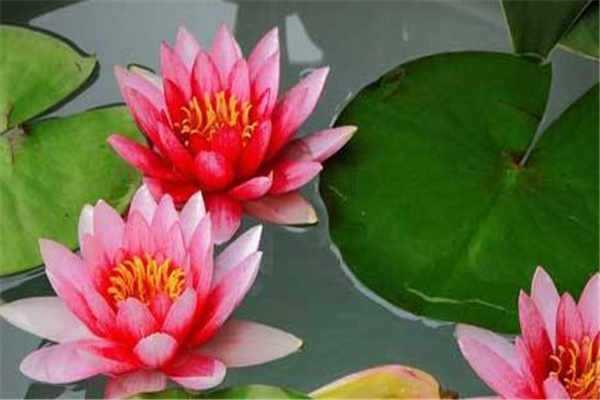 睡莲怎么养