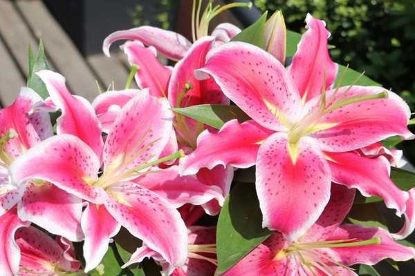 �������԰ٺϻ�����ֳ������ע��������ʲô