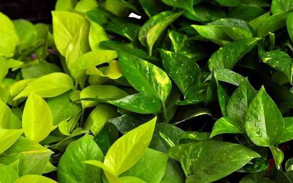 ����Ҷ�ӷ�����ô����