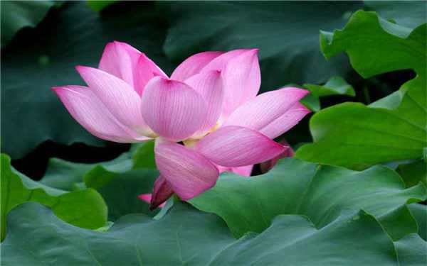 ��ʽˮ���ֺɻ��ļ��� ����Щע������