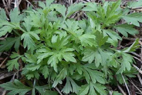 ����Ͱ��ݵ�������ʲô ��α�����