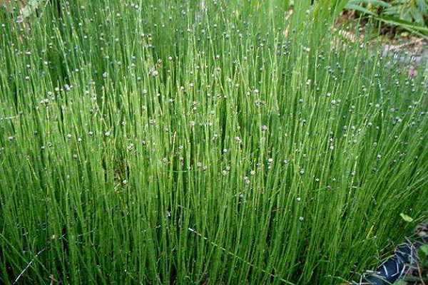 草麻黄和木贼的区别主要有哪些