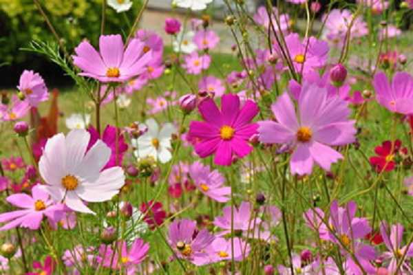 ���ﻨ�͸�ɣ����������ʲô ���ߵ����ַ���