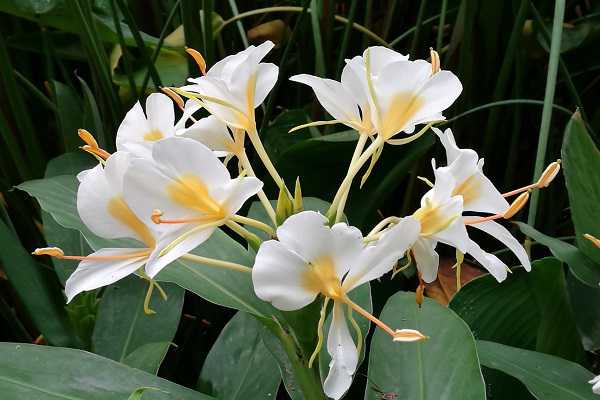 �����ͽ���������ʲô ��α��������ֲ��