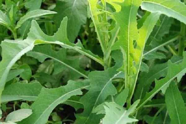 ����˺�����˵�������ʲô �������ֶ���