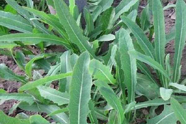 ����˺�����˵�������ʲô �������ֶ���