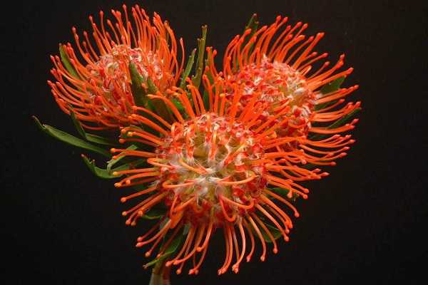 针垫花<a href='https://www.yangji120.com/life/list-90/' target='_blank'><u>花语</u></a>是什么