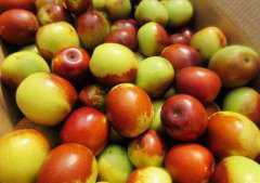 ����Ĺ�Ч��ʳ�ý�������Щ