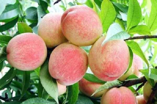 2020ˮ�����������Ǯһ�� ��ֲǰ���ò���