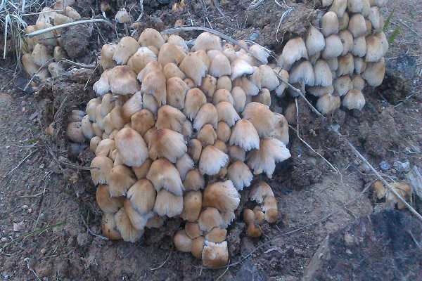 ����ֲ������Щ ��ֲ��������Щ��ʲô