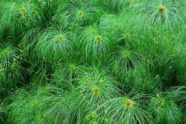 �������Ŀ�������������ֲ��Ʒ��