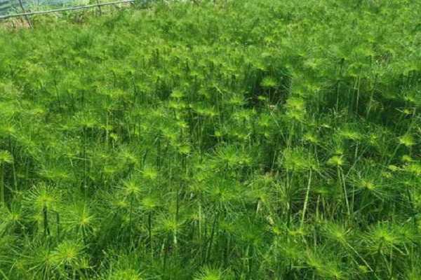 �������Ŀ�������������ֲ��Ʒ��