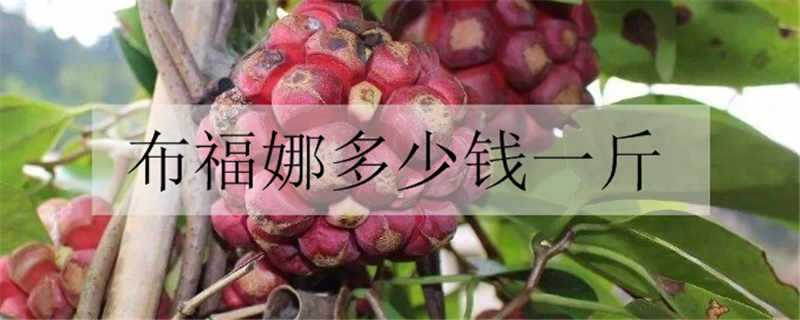 ȶǮһ