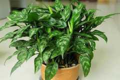 �ʺ�������ֳ��ֲ������Щ