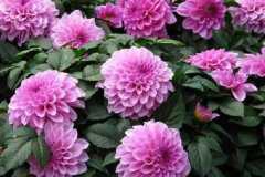 �ʺϾ��·����ֵĻ�����ЩƷ��