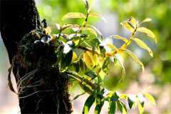 2021铁皮石斛花多少钱一斤,市场行情怎么样