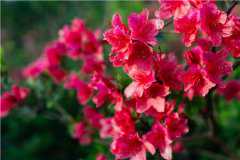 2021��ž黨ʲôʱ�򿪣��Ͻڰ���ž黨��ѹ���ʱ����ʲôʱ��