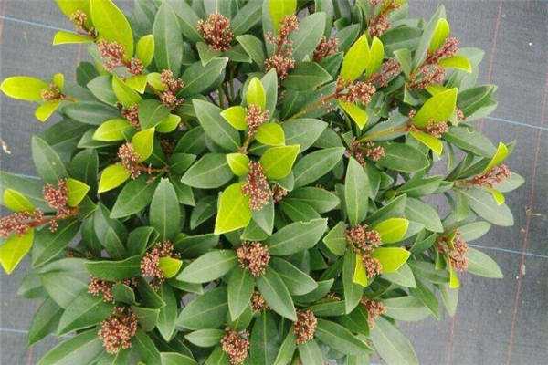 �춹ɼ��ĸ��Ҫ����һ����