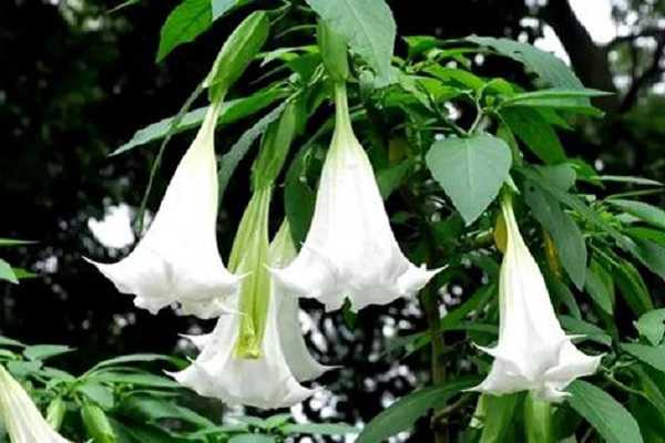 ����Ϊʲô�����������޻� ԭ����ʲô