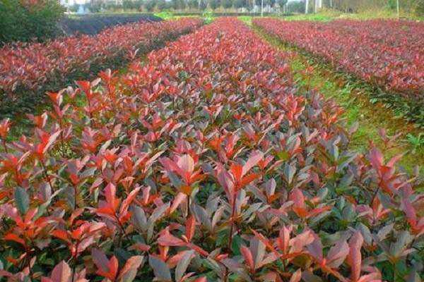 ��Ҷʯ����ʩ�ʺ͹��� ע����������Щ