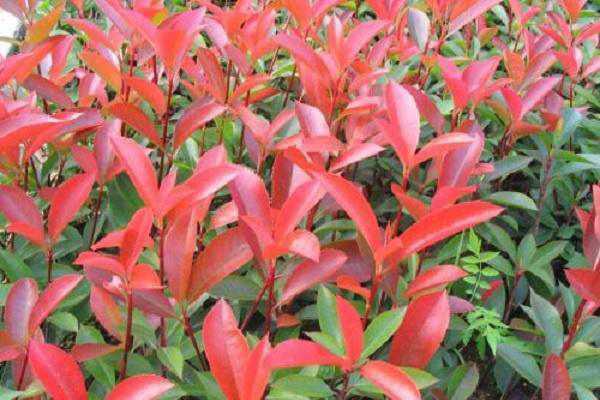 ��Ҷʯ����ʩ�ʺ͹��� ע����������Щ