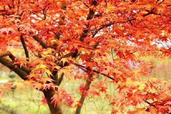 ���ֺ����Ư�� �ſ��Ժ�����