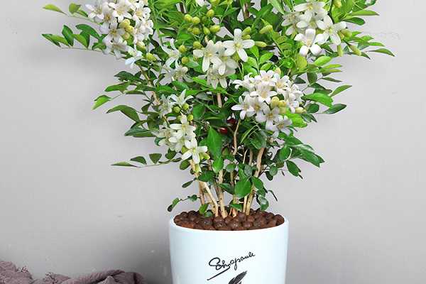 �����㳤ʲô��