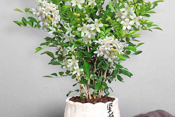 �����㳤ʲô��