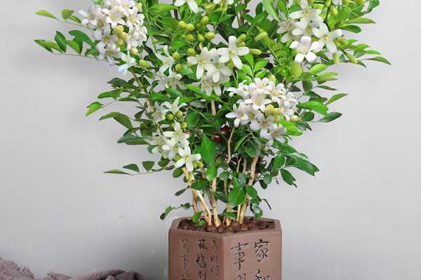 �����㳤ʲô��