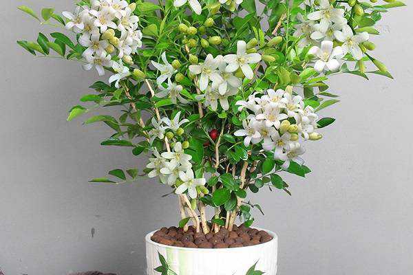 �����㳤ʲô��