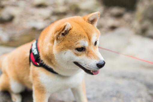 칷֤ʲô