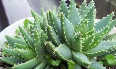 ��ҹ��«������ֳ����