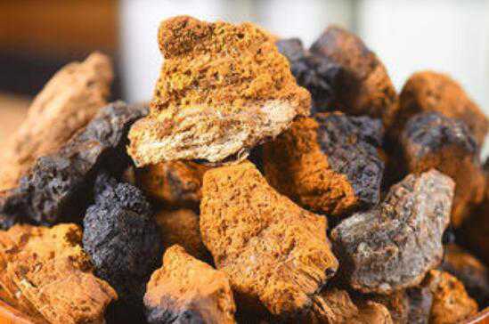 白桦茸的作用和功效 白桦茸的食用方法方式