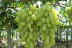 ����ָ���ѵĹ�Ч�����ã�����ָ���ѵ�Ӫ����ֵ