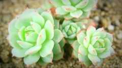 ���⾲ҹ��������ô������ҹ��ֳС�����ܽ�