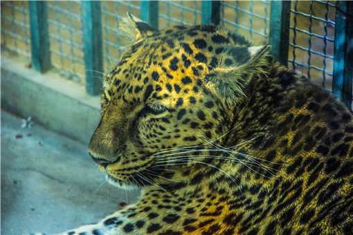 杭州出逃的第二只豹子已被狗咬死