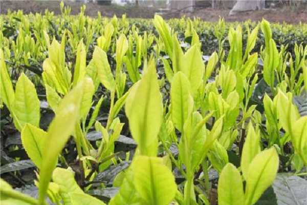 �����������ʱ�� ���������Գɻ���