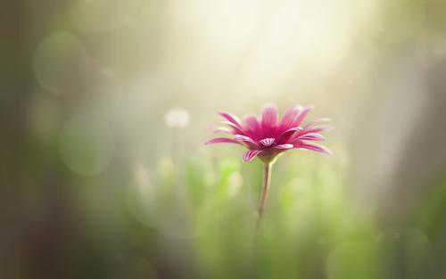 ΢��Ψ������˵˵����