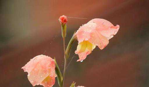 ΢��Ψ������˵˵����